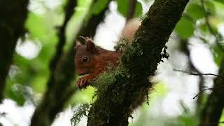 Bute red squirrels in the rain in early June 2024 [upl. by Culley]