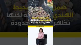 البمبر دخل شارع بشار فاكهة البصاروة الاستوائية [upl. by Inesita]