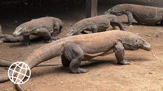 Komodo National Park Indonesia Amazing Places 4K [upl. by Aihtenak]