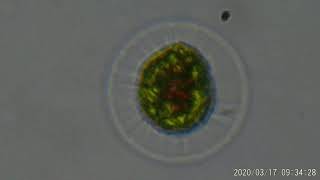 Haematococcus pluvialis [upl. by Mannie]