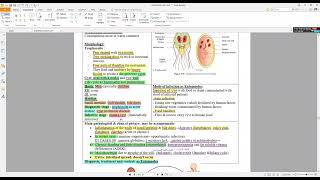 13 Giardia lamblia [upl. by Firmin634]