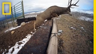 A Deer Migration You Have to See to Believe  National Geographic [upl. by Mamie499]