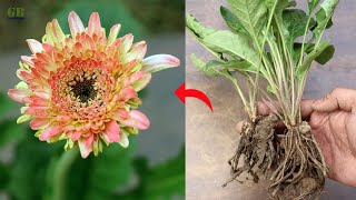 Gerbera plant propagation by division method  Super easy method to grow barberton daisy plant [upl. by Jesus]