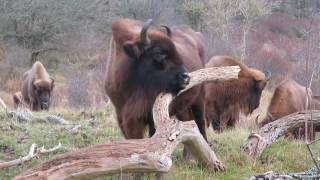 Kraansvlak Bison area the dunes are full of life [upl. by Jeffery]