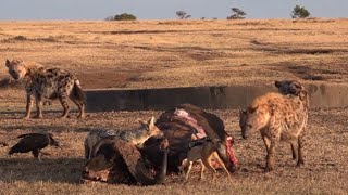 four days on a lion kill  day 3  25  alpha hyena comes in for another bite [upl. by Enyalahs]