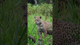 Porto Jofre Pantanal Brazil jaguars Giant River Otters and much more [upl. by Ronyam]