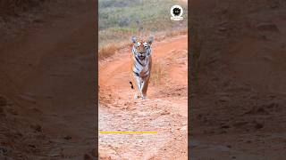 Tigress Ka Walk Jo Bollywood Actress Ko Bhi Piche Chod De 😳😳😳Maya Tigress  Tadoba Tiger Reserve [upl. by Giffie113]