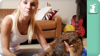 Yoga With Your Pet  Pet Fit Tips [upl. by Milty]