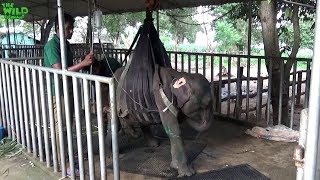 An Injured baby elephant that cant stand up meets the Kindness of Humanity Awesome humans [upl. by Kalbli]