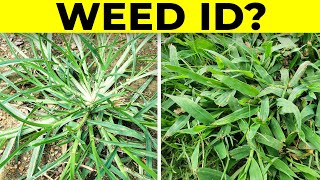 Identify Grassy Weeds in the Lawn including Dallisgrass Crabgrass Goosegrass and Bahiagrass [upl. by Allicirp245]