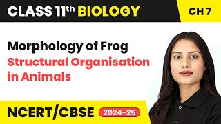 Morphology of Frog  Structural Organisation in Animals  Class 11 Biology Chapter 7  CBSE 202425 [upl. by Ibbob]