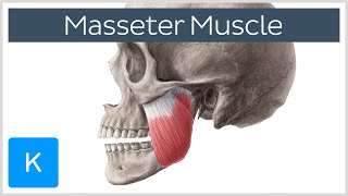 Masseter Muscle Origin Insertion Innervation amp Function  Anatomy  Kenhub [upl. by Jeffcott]