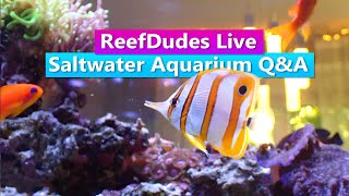 ReefDudes Live  Saltwater Aquarium QampA [upl. by Ahsed]