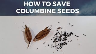 Save Columbine  Aquilegia Seeds How to harvest seeds from Columbine Flower [upl. by Anelem]