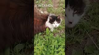 Гитлер кот Kittler cat 🇩🇪🇩🇪 [upl. by Ahtebbat27]