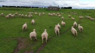 drone flyby of abandoned bluestone farmhouse australia explore adventure newvideo [upl. by Oaht]