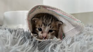 Palm size  The rescued kitten drank milk washed his face and went to sleep [upl. by Yentroc]