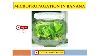 Micropropagation in Banana  Tissue Culture Techniques in Banana [upl. by Peh]