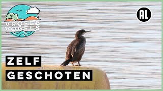 Bijzondere waarneming van de kuifaalscholver aan de Maas  Zelf Geschoten  Vroege Vogels [upl. by Naillimixam]