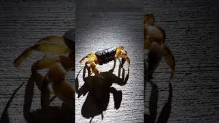 Crab walks along the harbour and poses in front of camera liuqiu taiwan [upl. by Aiz]