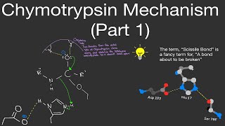 Biochemistry Chymotrypsin Mechanism Part 1 Chymotrypsin Enzyme Mechanism STEP BY STEP [upl. by Asenaj788]