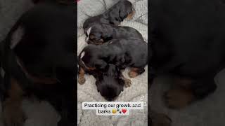 19 day old Cavalier puppies practicing their barks and growls 😍 [upl. by Kennith]