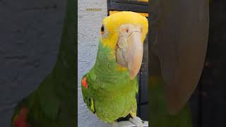 Loro Fito Bésame Mucho Loros Hablando Loro que Habla Shorts parrot luismiguel amor animales [upl. by Mchale]