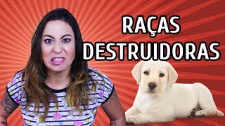 RAÇAS MAIS DESTRUIDORAS [upl. by Rosana250]