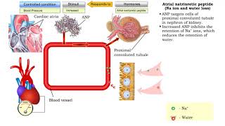 Atrial natriuretic peptide vasodilation amp Aldosterone [upl. by Aivad]