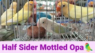 Vlog412 Mottled Half Sider😱🦜😱🦜😱 Creamino Opaline 😍🦜😍 [upl. by Nylrak215]