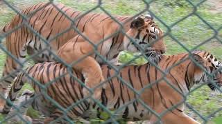 Tiger mating in bannerghatta zoo  loving tiger couple in bannerghatta national park zoo [upl. by Aneekas]