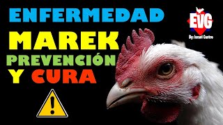 Cómo Prevenir el Marek en Nuestras Aves [upl. by Eiramave127]