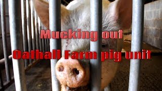 Mucking Out  Pig Unit  Oathall Farm  Jobs in Seconds [upl. by Terces]