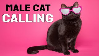 Male Cat calling Female Sound [upl. by Gelb]