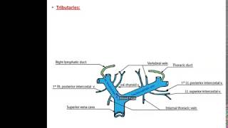 Veins of the Thorax  Dr Ahmed Farid [upl. by Nangem90]