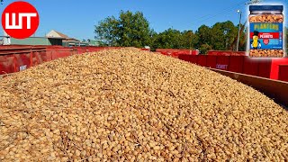 How Peanuts are Made  Peanuts Harvesting amp Processing  Food Factory [upl. by Allcot]