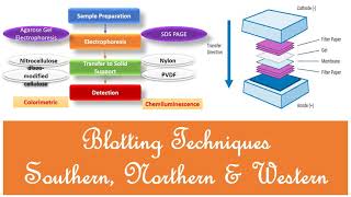 Blotting Techniques  Southern Northern and Western Blotting  Principle Types and Methods [upl. by Shapiro472]