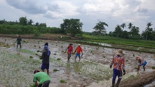 Planting ricemixing videos Bohol Province [upl. by Felizio]