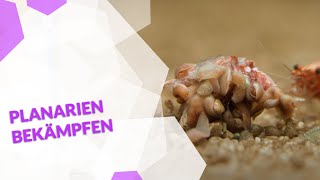 Planarien im Aquarium bekämpfen mit oder ohne Chemie so wirst du die Schädlinge schnell wieder los [upl. by Icyac972]