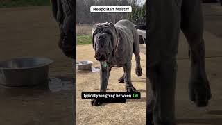 Neapolitan Mastiff Majestic Guardian [upl. by Joannes711]