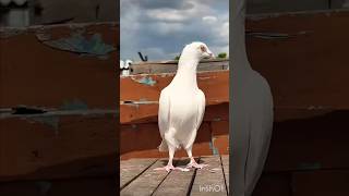 Tippler pigeonviralshort pigeon biswaspigeon viralvideo viralvideo viralshorts [upl. by Yrallam]