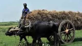 Ore Garial Bondhu  ওরে গাড়িয়াল বন্ধু রেতোমার মুখের ভাওয়াইয়া গান [upl. by Akerdal]