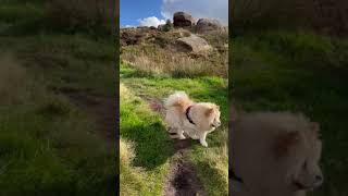 Bella Chow Chow climbing the hills and rocks [upl. by Ellehcen]