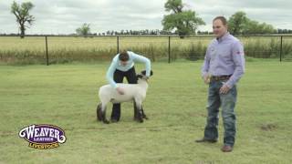 Setting a Show Lambs Feet and Legs [upl. by Waring208]