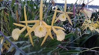 Brassolaelia BL Yellow Bird Fragrant Orchid with Nice Spots [upl. by Alf]