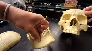 Introduction to the Skull Sutures Cranial Bones amp Facial Bones [upl. by Azyl]