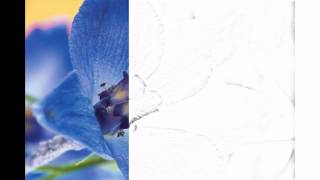 Auto Draw 2 Blue Delphinium [upl. by Lladnor]