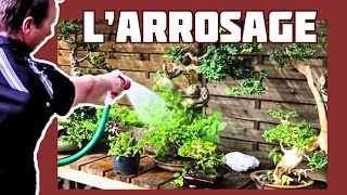 LArrosage des Bonsaïs 🌱 NEJIKAN BONSAI 🌱 [upl. by Rehoptsirhc102]