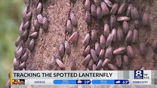 Tracking the Spotted Lanternfly [upl. by Rednirah539]