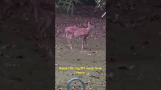 music rap deer babyanimals wildlife deerwatching hunting trending [upl. by Edaw]